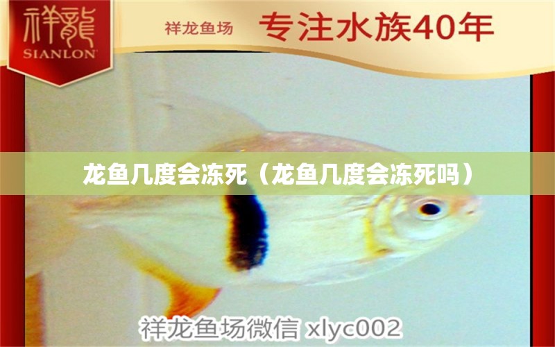 龍魚幾度會(huì)凍死（龍魚幾度會(huì)凍死嗎） 觀賞魚