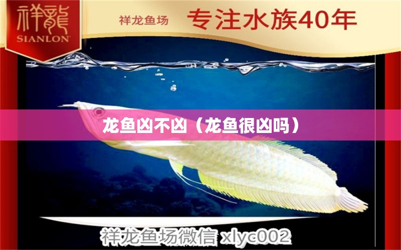 龍魚兇不兇（龍魚很兇嗎） 龍魚疾病與治療