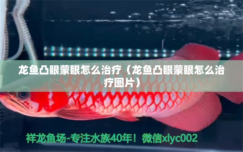 龍魚凸眼蒙眼怎么治療（龍魚凸眼蒙眼怎么治療圖片）