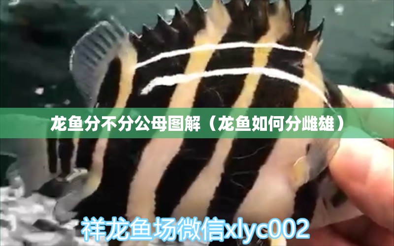 龍魚分不分公母圖解（龍魚如何分雌雄）