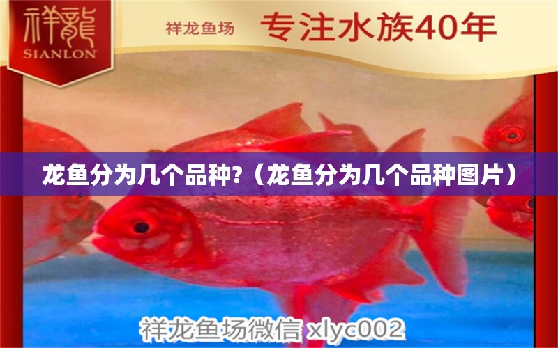 龍魚分為幾個品種?（龍魚分為幾個品種圖片） 祥龍水族醫(yī)院