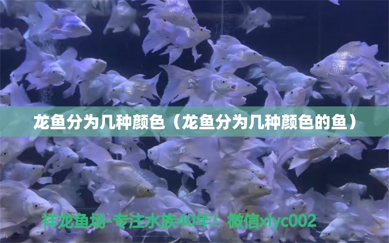 龍魚分為幾種顏色（龍魚分為幾種顏色的魚）