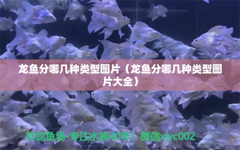 龍魚分哪幾種類型圖片（龍魚分哪幾種類型圖片大全）