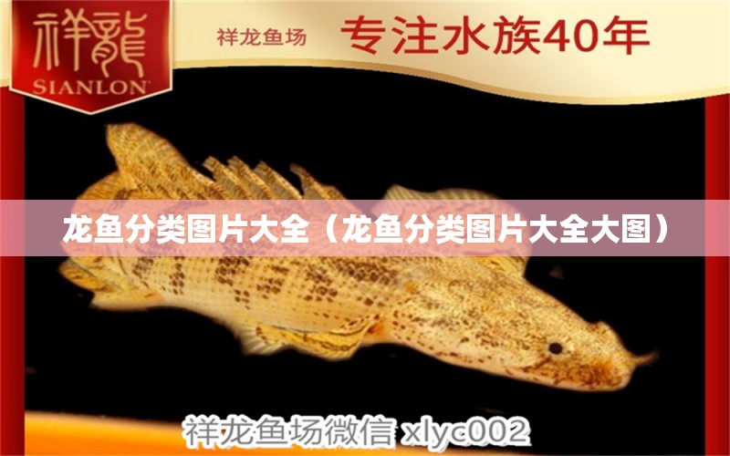 龍魚分類圖片大全（龍魚分類圖片大全大圖） 祥龍水族醫(yī)院