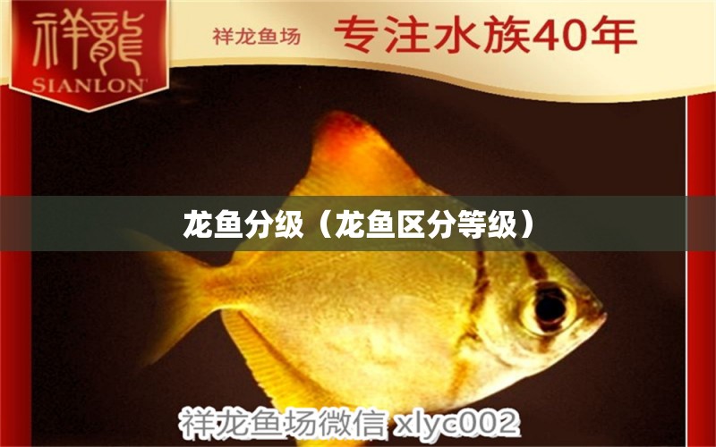 龍魚(yú)分級(jí)（龍魚(yú)區(qū)分等級(jí)）