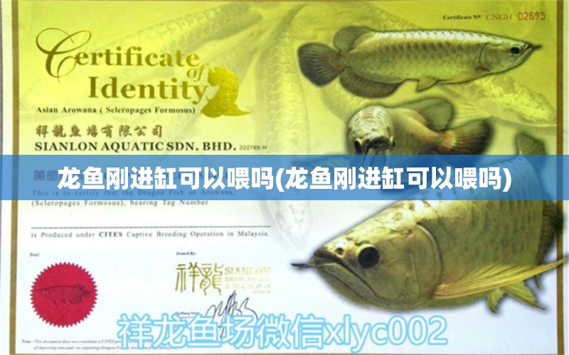 龍魚剛進缸可以喂嗎(龍魚剛進缸可以喂嗎) 蘇虎苗（蘇門答臘虎魚苗）