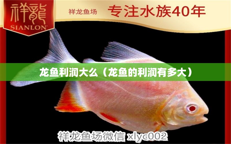 龍魚利潤大么（龍魚的利潤有多大）