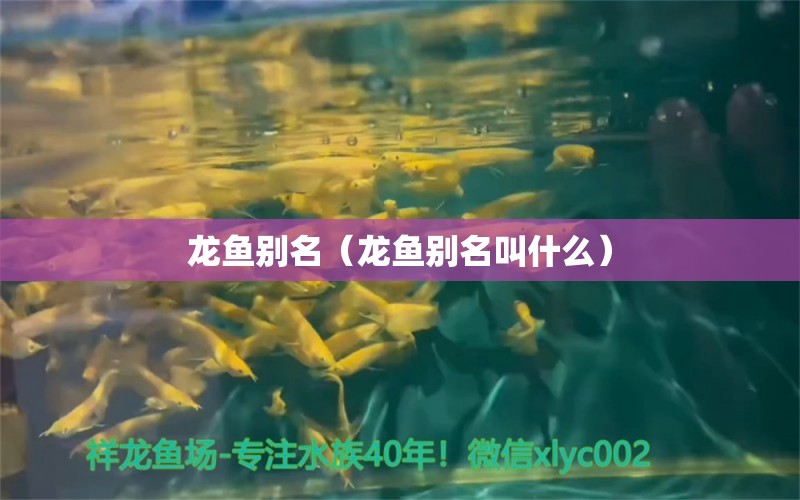 龍魚別名（龍魚別名叫什么） 龍魚疾病與治療