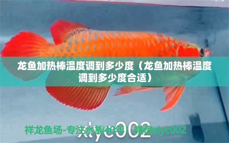 龍魚加熱棒溫度調到多少度（龍魚加熱棒溫度調到多少度合適） 紅老虎魚