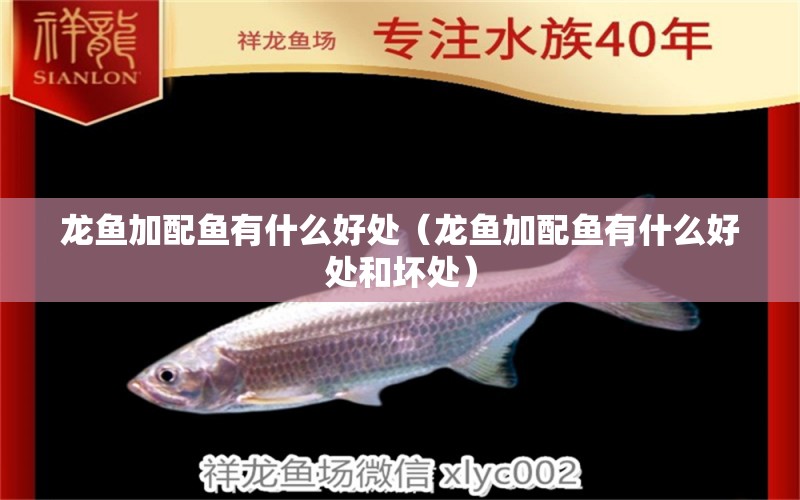 龍魚加配魚有什么好處（龍魚加配魚有什么好處和壞處） 廣州龍魚批發(fā)市場(chǎng)