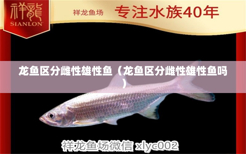 龍魚區(qū)分雌性雄性魚（龍魚區(qū)分雌性雄性魚嗎）