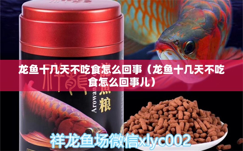 龍魚十幾天不吃食怎么回事（龍魚十幾天不吃食怎么回事兒） 廣州龍魚批發(fā)市場