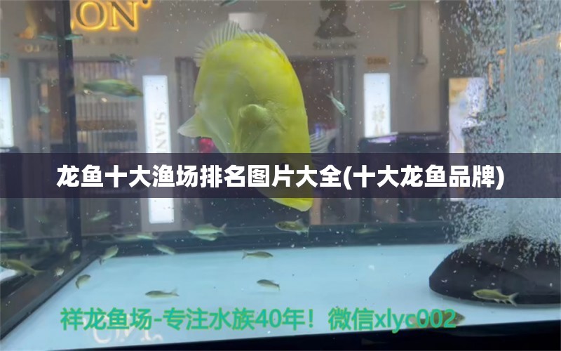 龍魚十大漁場排名圖片大全(十大龍魚品牌) 印尼三紋虎