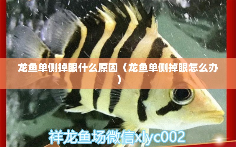 龍魚單側(cè)掉眼什么原因（龍魚單側(cè)掉眼怎么辦）