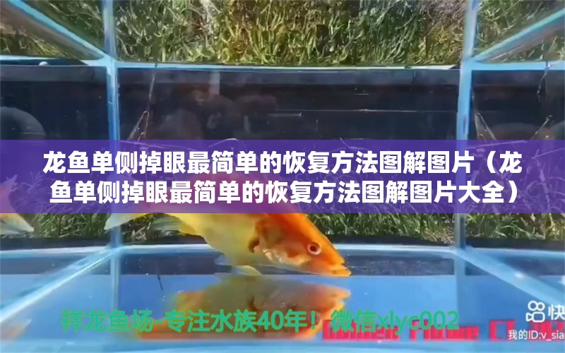 龍魚單側(cè)掉眼最簡(jiǎn)單的恢復(fù)方法圖解圖片（龍魚單側(cè)掉眼最簡(jiǎn)單的恢復(fù)方法圖解圖片大全）