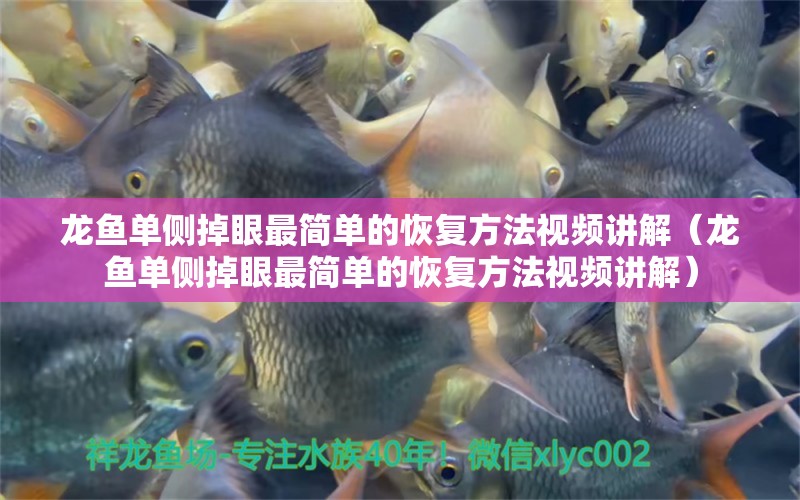 龍魚單側(cè)掉眼最簡(jiǎn)單的恢復(fù)方法視頻講解（龍魚單側(cè)掉眼最簡(jiǎn)單的恢復(fù)方法視頻講解）