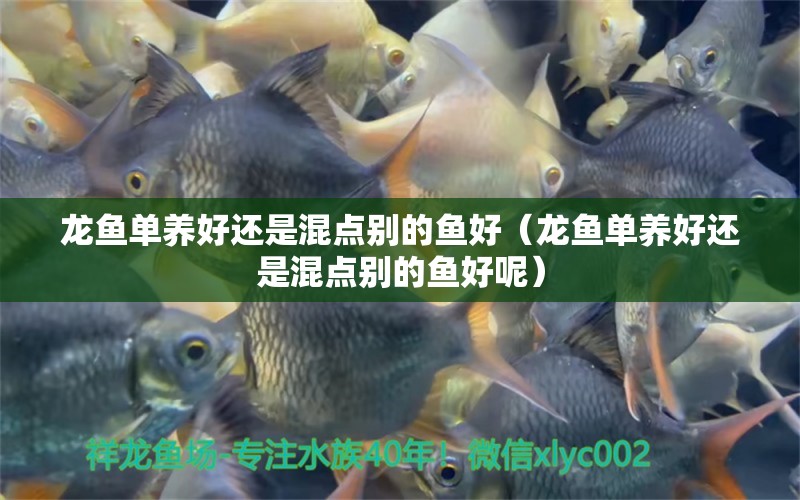 龍魚(yú)單養(yǎng)好還是混點(diǎn)別的魚(yú)好（龍魚(yú)單養(yǎng)好還是混點(diǎn)別的魚(yú)好呢） 龍魚(yú)疾病與治療