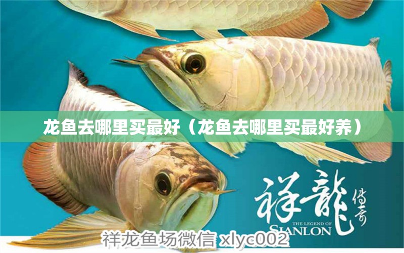 龍魚(yú)去哪里買最好（龍魚(yú)去哪里買最好養(yǎng)） 網(wǎng)上購(gòu)買觀賞魚(yú)