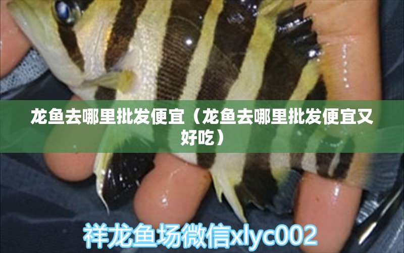 龍魚去哪里批發(fā)便宜（龍魚去哪里批發(fā)便宜又好吃）