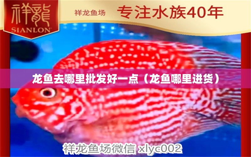 龍魚去哪里批發(fā)好一點（龍魚哪里進貨） 觀賞魚