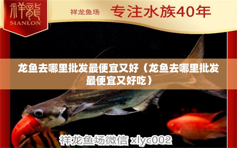 龍魚去哪里批發(fā)最便宜又好（龍魚去哪里批發(fā)最便宜又好吃） 廣州龍魚批發(fā)市場