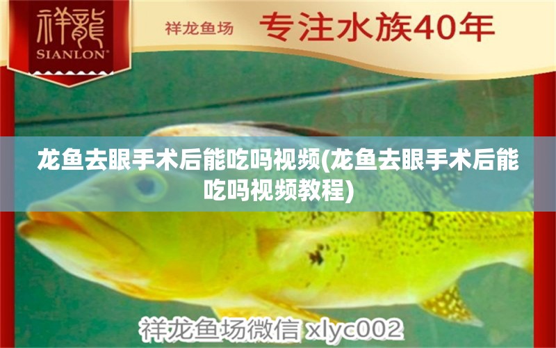 龍魚去眼手術后能吃嗎視頻(龍魚去眼手術后能吃嗎視頻教程) 祥龍水族護理水