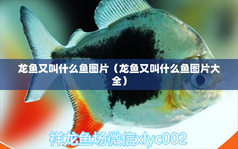 龍魚又叫什么魚圖片（龍魚又叫什么魚圖片大全）