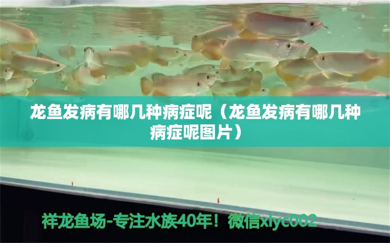 龍魚發(fā)病有哪幾種病癥呢（龍魚發(fā)病有哪幾種病癥呢圖片）