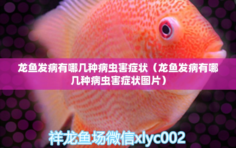 龍魚發(fā)病有哪幾種病蟲害癥狀（龍魚發(fā)病有哪幾種病蟲害癥狀圖片）