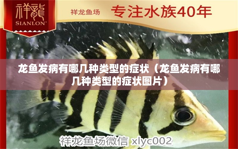 龍魚發(fā)病有哪幾種類型的癥狀（龍魚發(fā)病有哪幾種類型的癥狀圖片）