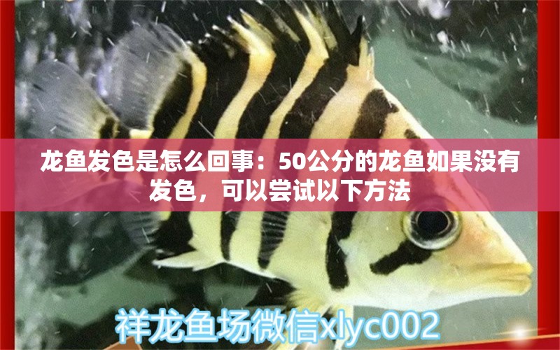 龍魚發(fā)色是怎么回事：50公分的龍魚如果沒(méi)有發(fā)色，可以嘗試以下方法