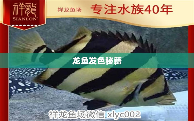 龍魚(yú)發(fā)色秘籍