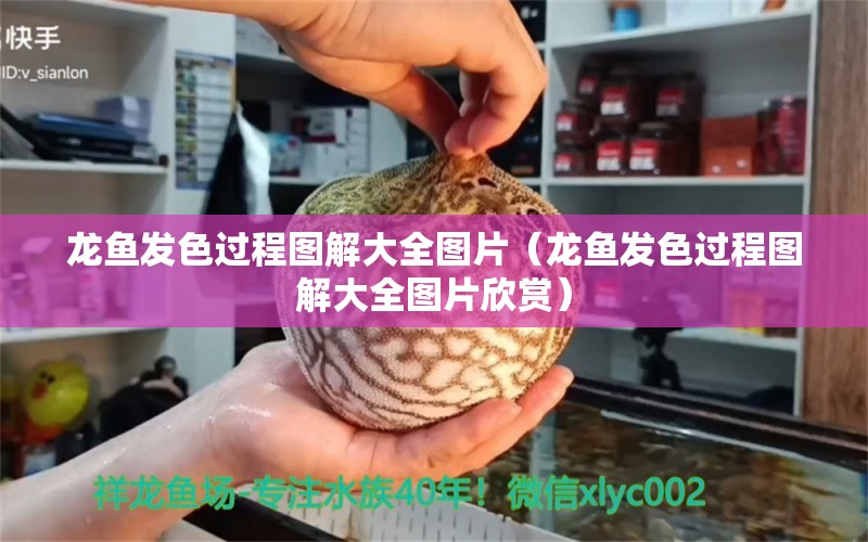 龍魚發(fā)色過程圖解大全圖片（龍魚發(fā)色過程圖解大全圖片欣賞） 紅龍魚魚糧飼料