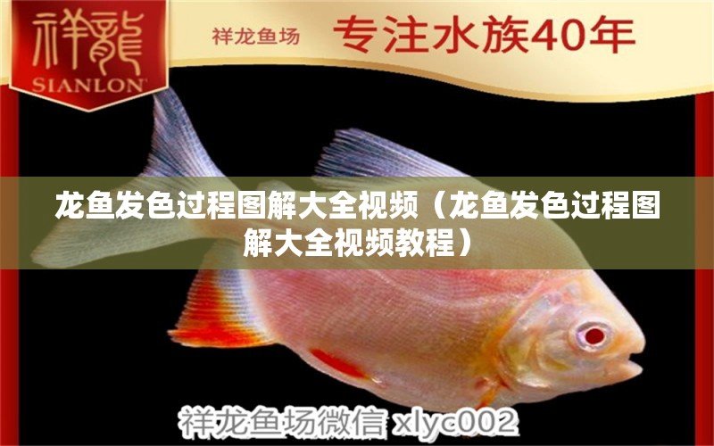 龍魚發(fā)色過程圖解大全視頻（龍魚發(fā)色過程圖解大全視頻教程） 紅龍魚魚糧飼料