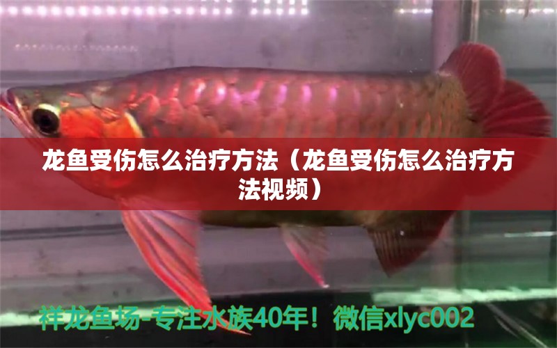 龍魚受傷怎么治療方法（龍魚受傷怎么治療方法視頻）