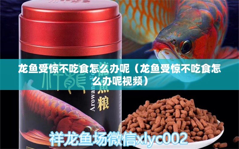 龍魚受驚不吃食怎么辦呢（龍魚受驚不吃食怎么辦呢視頻）