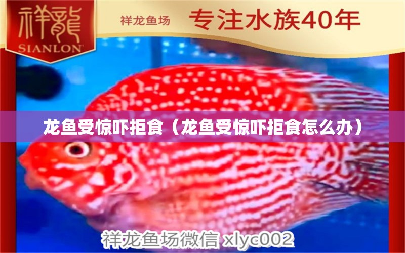 龍魚受驚嚇拒食（龍魚受驚嚇拒食怎么辦）