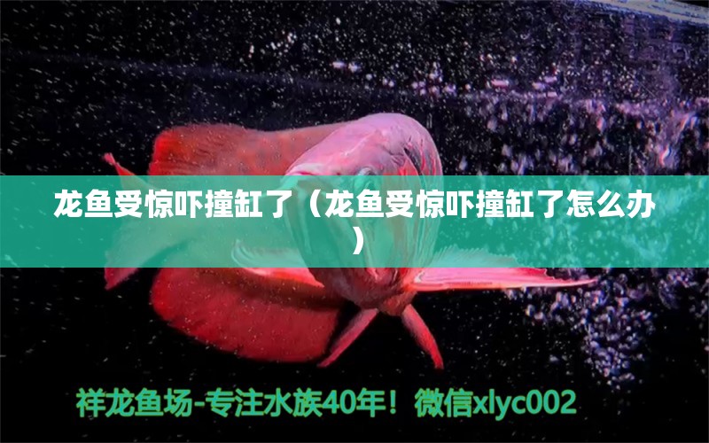 龍魚受驚嚇撞缸了（龍魚受驚嚇撞缸了怎么辦） 廣州龍魚批發(fā)市場