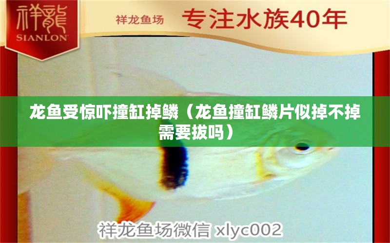 龍魚受驚嚇撞缸掉鱗（龍魚撞缸鱗片似掉不掉需要拔嗎） 觀賞魚