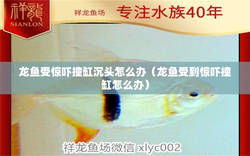 龍魚受驚嚇撞缸沉頭怎么辦（龍魚受到驚嚇撞缸怎么辦） 廣州龍魚批發(fā)市場