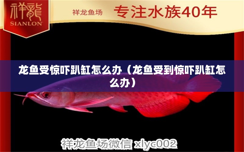 龍魚受驚嚇趴缸怎么辦（龍魚受到驚嚇趴缸怎么辦） 廣州龍魚批發(fā)市場(chǎng)