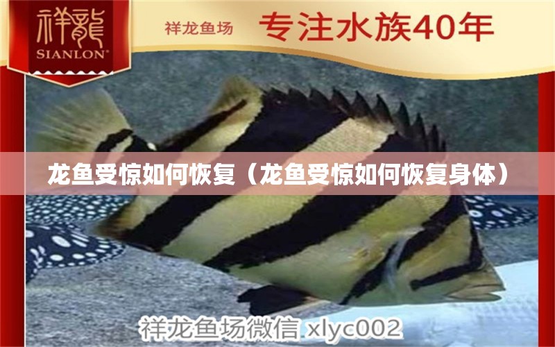 龍魚受驚如何恢復(fù)（龍魚受驚如何恢復(fù)身體）