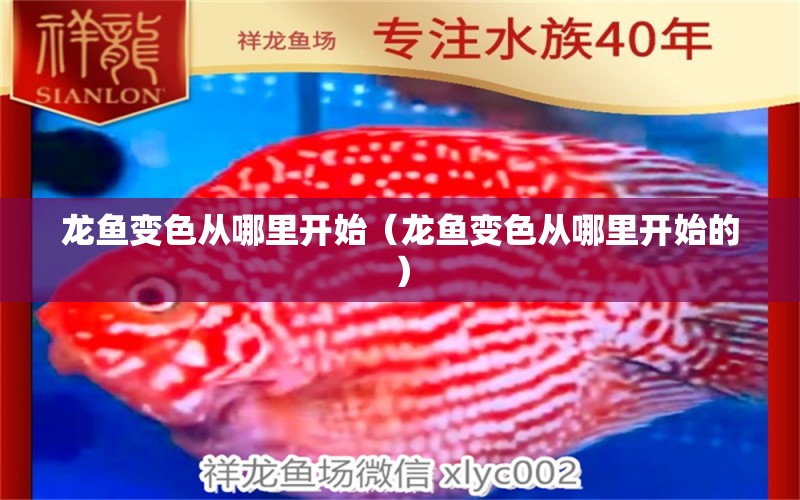 龍魚變色從哪里開始（龍魚變色從哪里開始的）