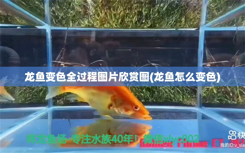 龍魚變色全過程圖片欣賞圖(龍魚怎么變色) 九鼎魚缸 第1張