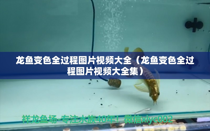 龍魚變色全過程圖片視頻大全（龍魚變色全過程圖片視頻大全集）