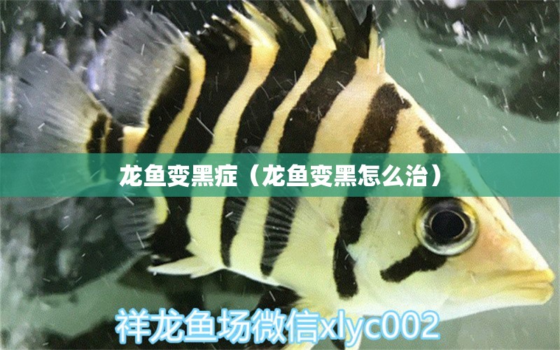 龍魚(yú)變黑癥（龍魚(yú)變黑怎么治）