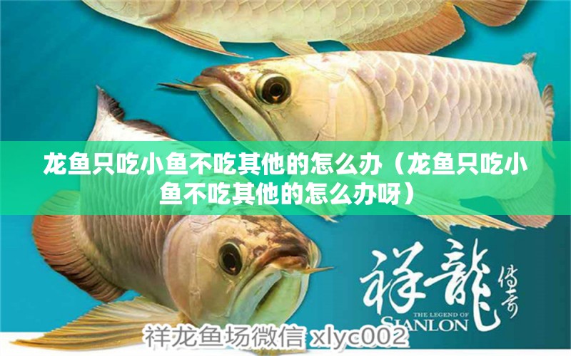 龍魚只吃小魚不吃其他的怎么辦（龍魚只吃小魚不吃其他的怎么辦呀）