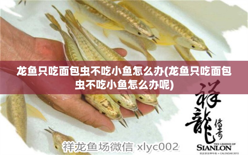 龍魚(yú)只吃面包蟲(chóng)不吃小魚(yú)怎么辦(龍魚(yú)只吃面包蟲(chóng)不吃小魚(yú)怎么辦呢) 森森魚(yú)缸