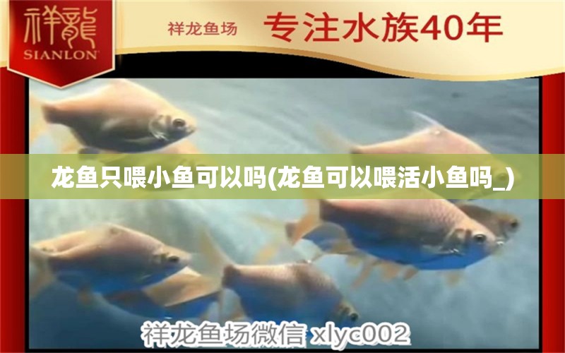 龍魚只喂小魚可以嗎(龍魚可以喂活小魚嗎_) 祥龍藍(lán)珀金龍魚