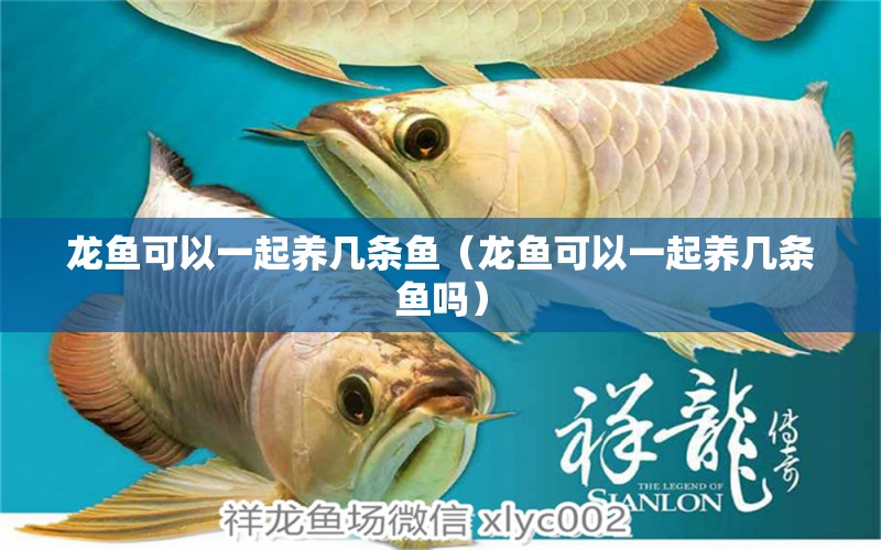 龍魚可以一起養(yǎng)幾條魚（龍魚可以一起養(yǎng)幾條魚嗎）